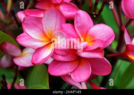 Rosa Frangipani (Plumeria rubra) im tropischen Garten Stockfoto