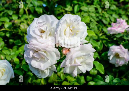 Bush mit vielen zarten weißen Rosen in voller Blüte und grünen Blättern in einem Garten an einem sonnigen Sommertag, schöne Outdoor-Blumenhintergrund fotografiert Stockfoto