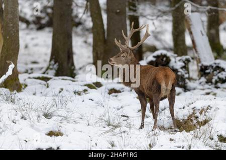 Rothisch, Cervus elaphus, Rotwild im Schnee Stockfoto