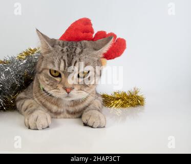 Schöne tubby Katze mit schönen gelben Augen sitzt auf weißem Hintergrund mit Silber und Gold Lametta, Kugeln, Ornamente und rotem Geweih, Weihnachtsmeere Stockfoto