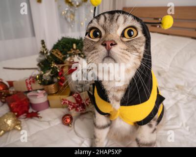Lustige, gestromte Katze trägt ein gelbes Hemd mit weihnachtlichen Ornamenten auf einem weißen Bett im Schlafzimmer Stockfoto