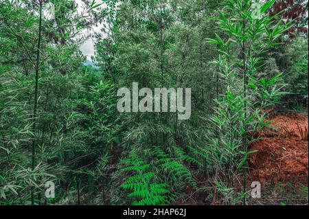Grüner junger Bambus in Bergen. Japanische Pflanzen wachsen in roten Böden in 1000 m höhe in Mount Hill. Bambusboscage sind wilde Natur zwischen sierras. Stockfoto