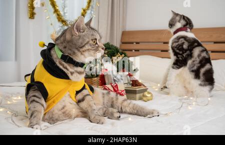 Zwei niedliche Katzen mit Tabby und Weihnachtsschmuck auf weißem Bett im Schlafzimmer Stockfoto