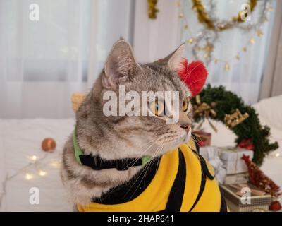 Niedliche tabby Katze trägt gelbes Hemd mit Weihnachtsschmuck auf weißem Bett im Schlafzimmer Innenraum Stockfoto