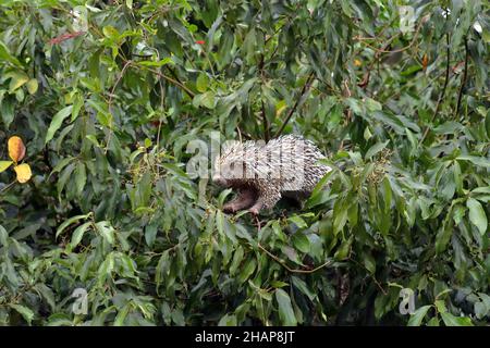 Brasilianisches Stachelschwein, das sich in einem Baum ernährt Stockfoto