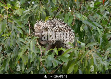 Brasilianisches Stachelschwein, das sich in einem Baum ernährt Stockfoto