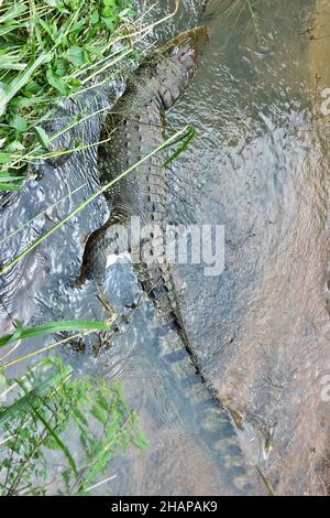 Tot aus einem unbekannten Grund (die Art zeichnet sich durch eine hohe Überlebensfähigkeit aus) Räuber (Crocodylus palustris kimbula), in einem schmalen Flusslauf. Sumpf Stockfoto