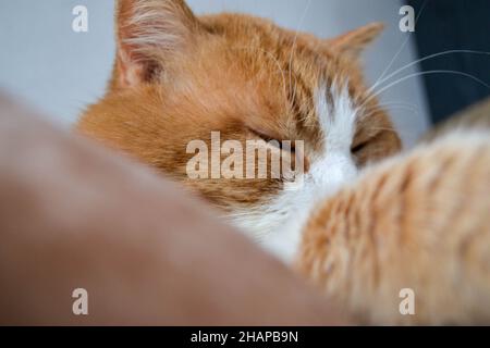 Rote Katze mit weißen Flecken. Die Nahaufnahme der entspannten roten Katze Stockfoto