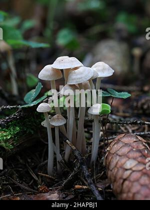 Gymnopus confluens, bekannt als geclusterter Toughshank, wilder Pilz aus Finnland Stockfoto