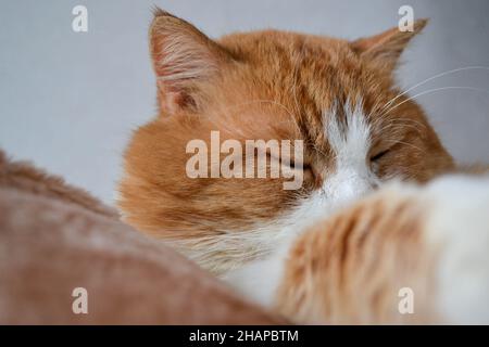 Rote Katze mit weißen Flecken. Die Nahaufnahme der entspannten roten Katze Stockfoto