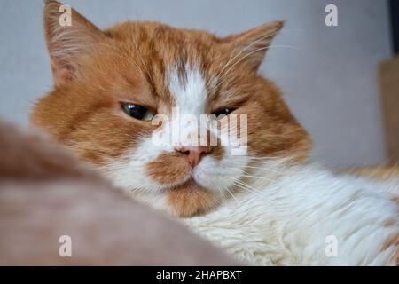 Rote Katze mit weißen Flecken. Die Nahaufnahme der entspannten roten Katze Stockfoto