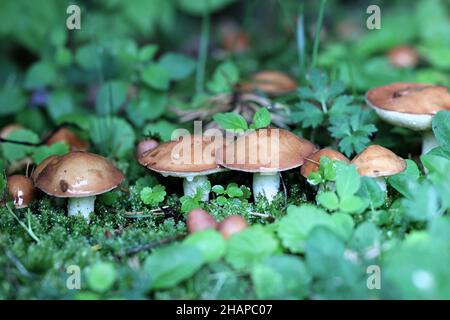 Suillus granulatus, bekannt als das Weinen bolete oder die granulierte bolete, wilde essbare Pilze aus Finnland Stockfoto