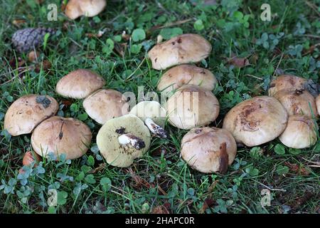 Suillus granulatus, bekannt als das Weinen bolete oder die granulierte bolete, wilde essbare Pilze aus Finnland Stockfoto