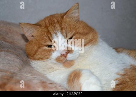 Rote Katze mit weißen Flecken. Die Nahaufnahme der entspannten roten Katze Stockfoto