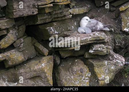 Fulmar, Fulmarus glacialis, mit Küken auf einem Felsvorsprung bei Sumburgh Head, Shetland Islands. Stockfoto