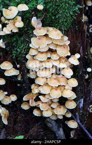 Xeromphalina campanella, bekannt als der Kiefernschwanz, Goldtrompete oder die Glocke omphalina, wilder Pilz aus Finnland Stockfoto