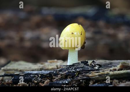 Bolbitius titubans, auch als Bolbitius vitellinus bekannt, die gemeinhin als Gelb Fieldcap oder Eigelb, Fieldcap Wild Mushroom aus Finnland Stockfoto