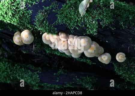 Kuehneromyces mutabilis. Auch genannt (Synonym: Pholiota mutabilis, allgemein bekannt als der ummantelte Holztuft, ein essbarer Wildpilz aus Finnland Stockfoto