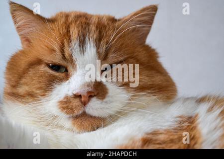 Rote Katze mit weißen Flecken. Die Nahaufnahme der entspannten roten Katze Stockfoto