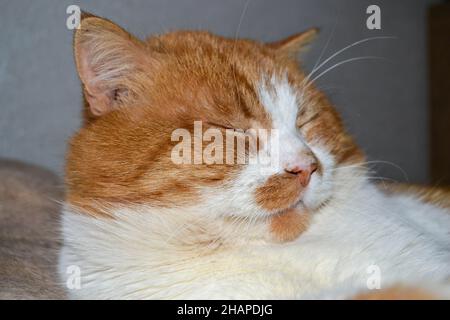 Rote Katze mit weißen Flecken. Die Nahaufnahme der entspannten roten Katze Stockfoto