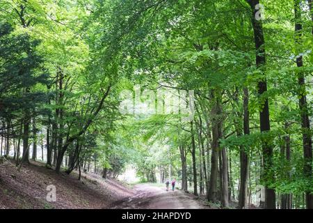 Kingley Vale, Kingley Vale National Nature Reserve, ein Hain mit alten Bäumen, die zu den ältesten lebenden Dingen in Großbritannien gehören, und einer der schönsten Eibenwälder in Westeuropa. Das Naturschutzgebiet ist eine perfekte Gelegenheit, einige der riesigen verdrehten Bäume zu fotografieren. West,Sussex,South,of,Southern,England,Englisch,GB,Großbritannien,Britisch,UK,Vereinigtes Königreich,Europa,europäisch Stockfoto