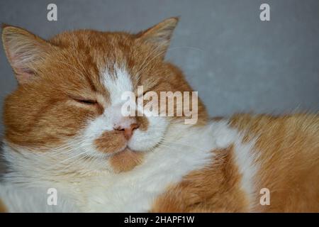 Rote Katze mit weißen Flecken. Die Nahaufnahme der entspannten roten Katze Stockfoto