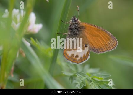 Perly Heath (Coenonympha arcania) ruht auf Grashalm Stockfoto