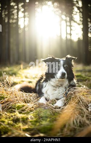 Schwarz-weißer Border Collie im grünen Wald mit hinterem Licht Stockfoto