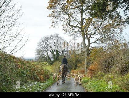 Rückansicht eines Jägers auf einem Pferd mit Hunden in einer britischen Landstraße zu Beginn einer Wochenendfuchsjagd. Stockfoto