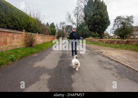 Ein Junge, der an einem Wintertag in Reading, Großbritannien, einen weißen Cavapoo-Hund entlang einer ruhigen Straße läuft Stockfoto