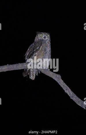 Arabian Spotted Eagle-Owl (Bubo milesi) erwachsenes Männchen, das in der Nacht im südlichen Oman auf einem Ast thront Dezember Stockfoto