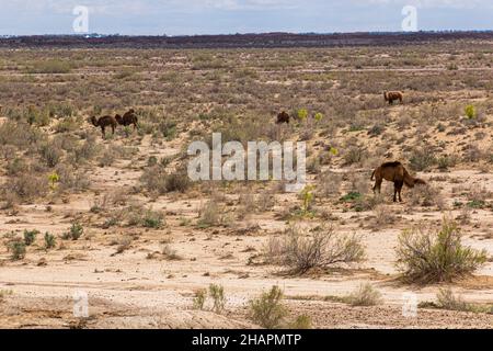 Kamele in der Kyzylkum-Wüste, Usbekistan Stockfoto