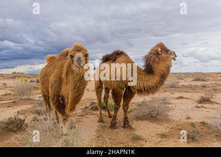 Kamele in der Kyzylkum-Wüste in Usbekistan Stockfoto
