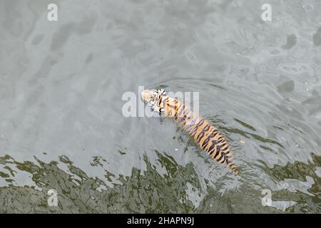 Amur Tiger schwimmt im Wasser des Flusses Stockfoto