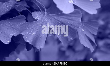 Gingko biloba Blätter in der Tendenz sehr peri Farbe. Wassertropfen auf den Blättern. Lila Hintergrund und natürliche Texturen. Stockfoto