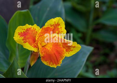 Die leuchtend orangefarbene Blume der Canna- oder Canna-Lilie ist die einzige Gattung der blühenden Pflanzen in der Familie der Cannaceae Stockfoto