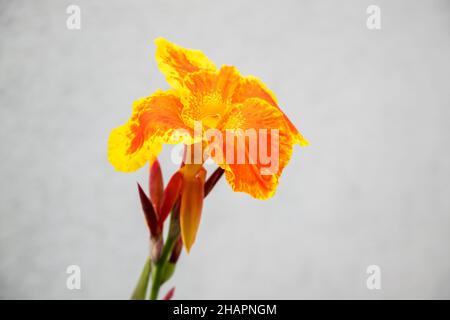 Blühende Canna oder Canna Lily ist die einzige Gattung von blühenden Pflanzen in der Familie Cannaceae Stockfoto