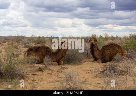 Kamele in der Kyzylkum-Wüste, Usbekistan Stockfoto