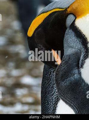 Ein erwachsener Königspinguin preens sich in Salisbury Plains, Falkland Islands Stockfoto