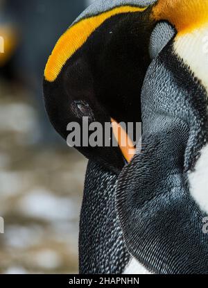 Ein erwachsener Königspinguin preens sich in Salisbury Plains, Falkland Islands Stockfoto