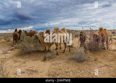 Kamele in der Kyzylkum-Wüste, Usbekistan Stockfoto