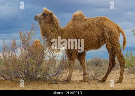 Kamele in der Kyzylkum-Wüste, Usbekistan Stockfoto
