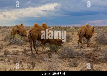 Kamele in der Kyzylkum-Wüste in Usbekistan Stockfoto