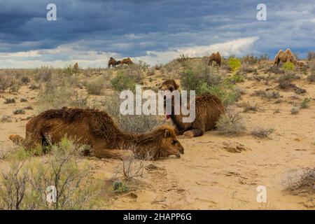 Kamele in der Kyzylkum-Wüste in Usbekistan Stockfoto