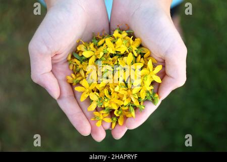 Die Hände eines kleinen Kindes halten kleine gelbe perforierte Johanniskraut-Blüten. Stockfoto