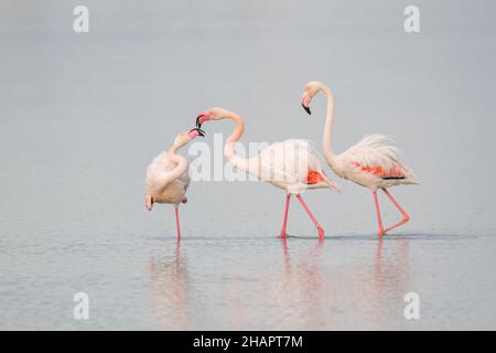 Flamingo, Phoenicopterus roseus, Ebro-Delta, katalonien, Spanien Stockfoto