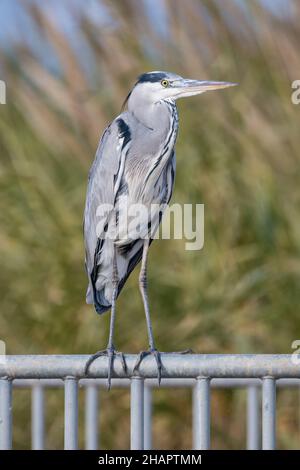 Graureiher, Seitenansicht, Ardea cinerea, auf einem Geländer, Ebro Delta, Katalonien, Spanien Stockfoto