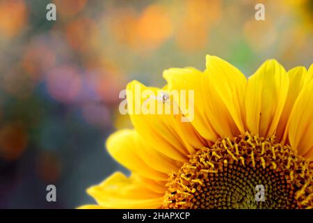 Nahaufnahme einer kleinen weißen und roten Krabbenspinne in einer großen gelben Sonnenblume an einem Herbsttag. Stockfoto