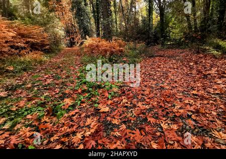 Herbstlaub auf Gras in einem Wald. Trockene Blätter der Saison im Boden Stockfoto
