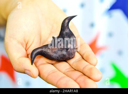 Ein einziger chinesischer Ling Jiao (Wasserkaltrop) auf eine Hand gelegt. Stockfoto